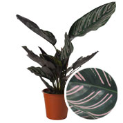 Calathea, folhagem rosa